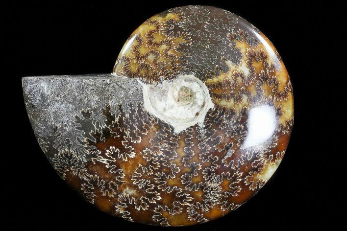 Polished, Agatized Ammonite (Cleoniceras) - Madagascar #72876
